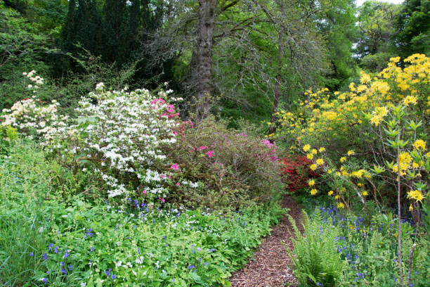 istock The Woodland Garden 692835434