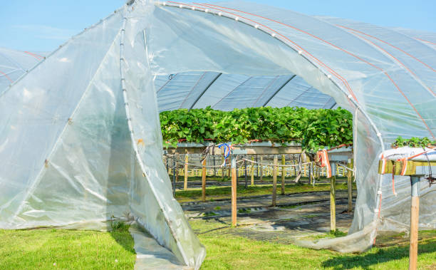 strawberry plants inside tent - construction frame plastic agriculture greenhouse imagens e fotografias de stock