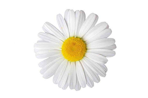 istock maguerite flower isolated on white background 692838740