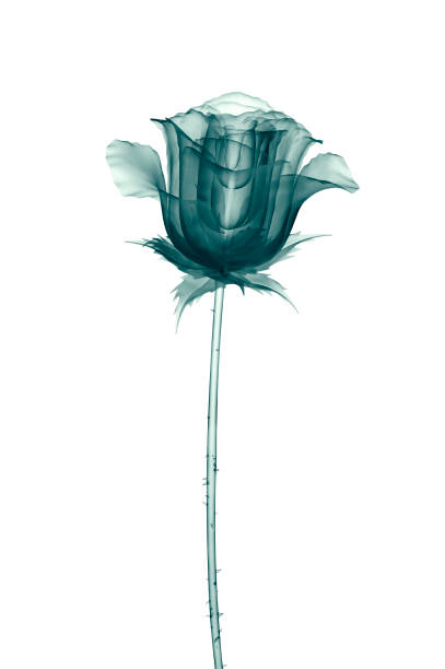 x-ray image of a flower  isolated on white , the rose 3d illustration