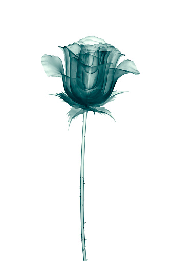 x-ray image of a flower  isolated on white , the rose 3d illustration