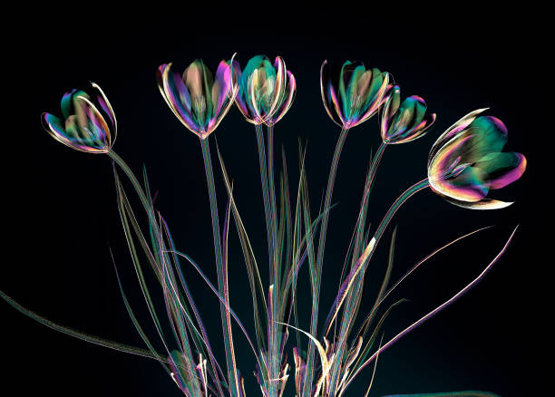istock color glass flower isolated on black , the crocus 692844926