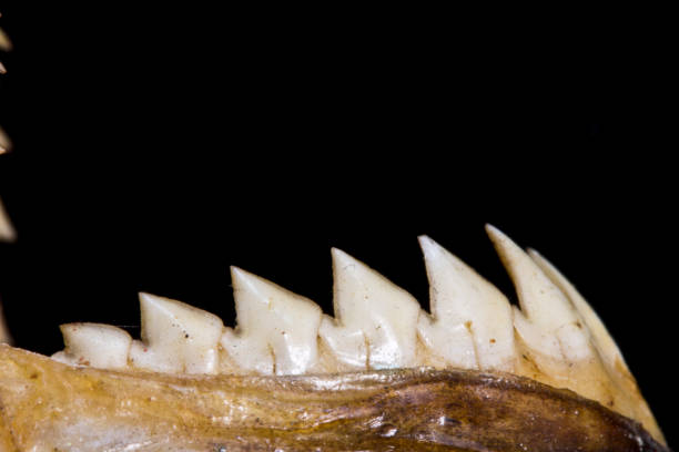 istock Piranha Teeth and Skull in Abstract Macro on Black Background 692844966