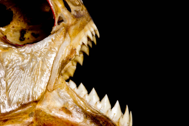 istock Piranha Teeth and Skull in Abstract Macro on Black Background 692845154