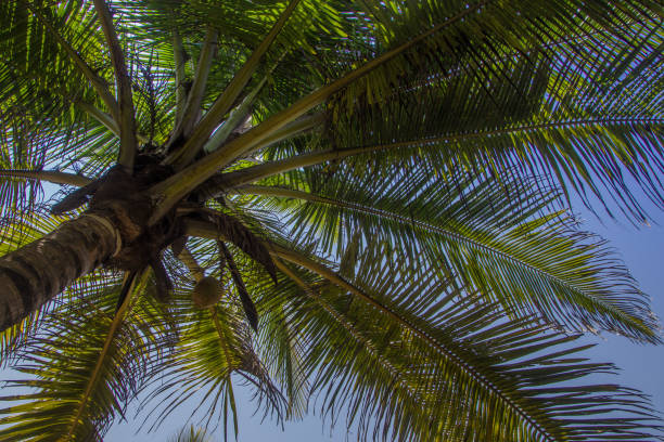 istock branches of coconut palms under blue sky 692845550