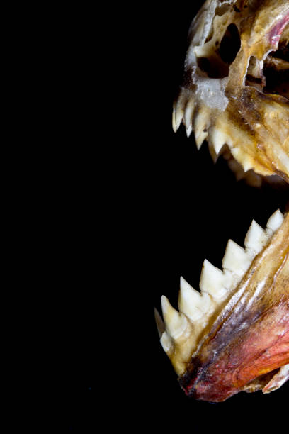 istock Piranha Teeth and Skull in Abstract Macro on Black Background 692845582