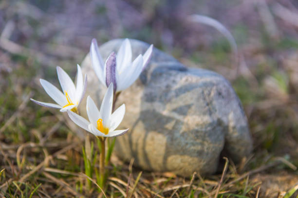 istock Crocus primrose. First spring flowers. Almaty, Kazakhstan 692845646