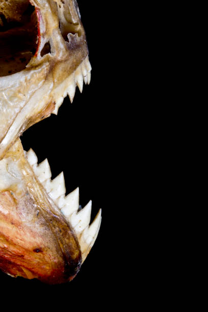 istock Piranha Teeth and Skull in Abstract Macro on Black Background 692845794