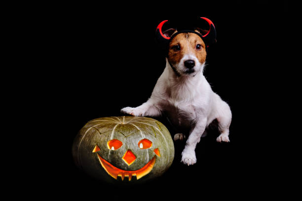 istock Cute halloween evil with pumpkin lighten inside on black background 692847024