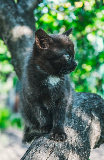 istock Little black kitten on a walk in the spring green orchard 692848796