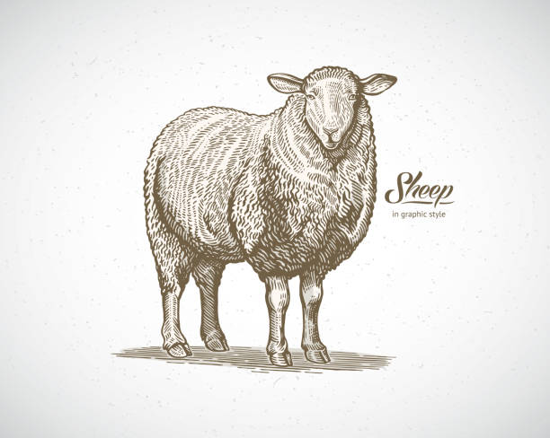 illustrazioni stock, clip art, cartoni animati e icone di tendenza di pecora in stile grafico - ovino