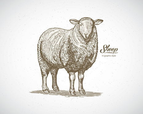 Sheep in graphic style