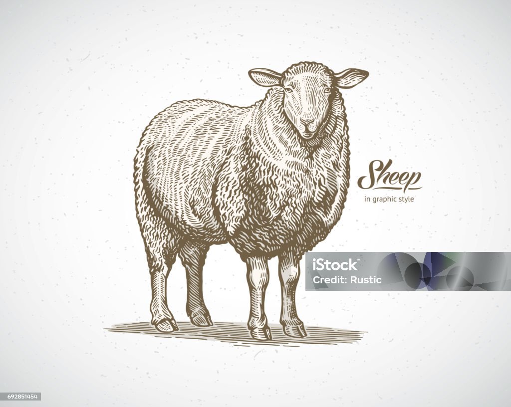 Sheep in graphic style Sheep in graphic style. Illustration drawn by hand on paper and converted to vector. Sheep stock vector