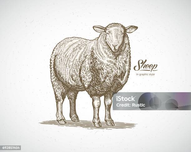 Sheep In Graphic Style Stock Illustration - Download Image Now - Sheep, Lamb - Meat, Illustration