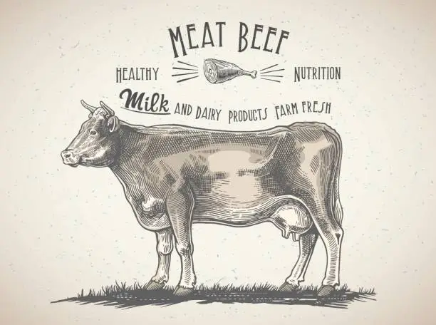 Vector illustration of Cow in graphic style