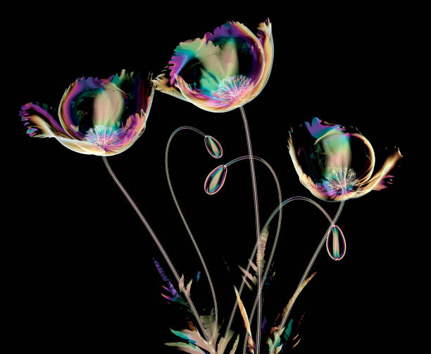 flor de cristal de color aislado sobre negro, la amapola - papaver somniferum de adormidera fotografías e imágenes de stock