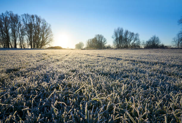 istock grass with frost in morning light 692852218
