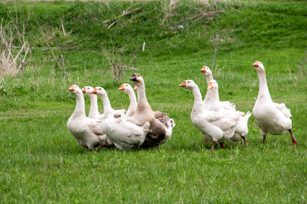 istock Flock of geese grazing on grass in spring field 692852654