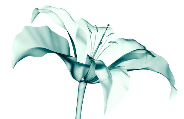 immagine a raggi x di un fiore isolato su bianco, il lilly - roentgenogram foto e immagini stock