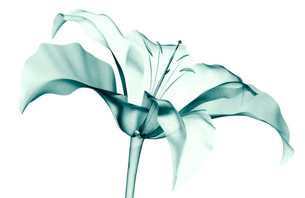 istock x-ray image of a flower isolated on white , the lilly 692854908