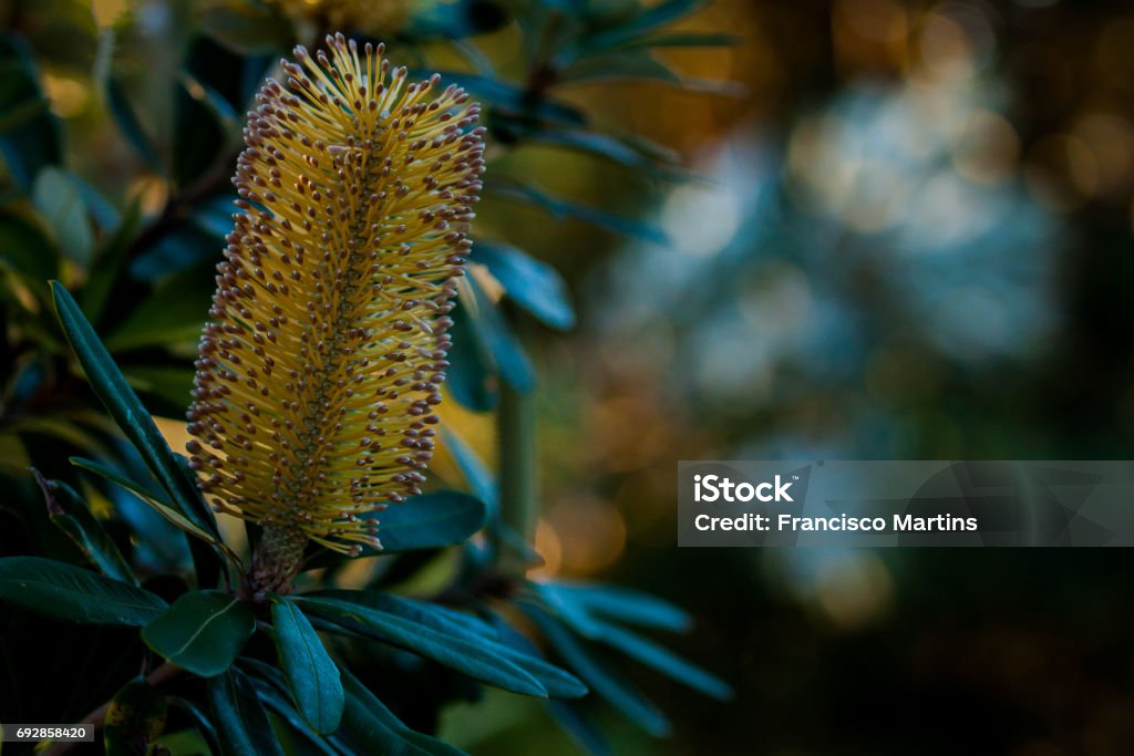 Banksia flower A banksia flower with good bokeh and copy space. Australia Stock Photo