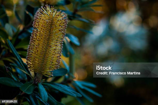 Banksia Flower Stock Photo - Download Image Now - Australia, Banksia, Close-up