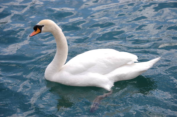 istock White Swan on the Lake close-up 692858678