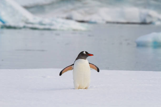 istock Single Gentoo Penguin stands against a beautiful blue ice background 692859160