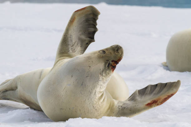 istock Antarctic Crabeater Seal rests on the ice floe after an attack 692862114