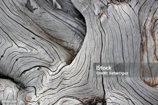 Tree Background Stock Photo - Download Image Now - Driftwood, Root, Tree