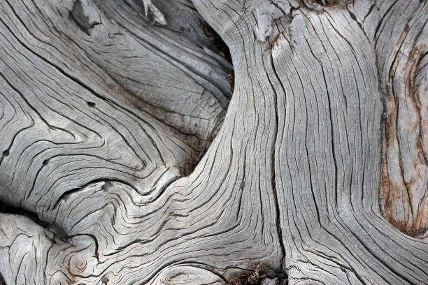 tło drzewa - tree trunk wood old weathered zdjęcia i obrazy z banku zdjęć