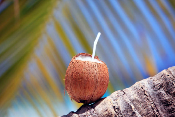 istock coconut with green leaf on sea background 692863738