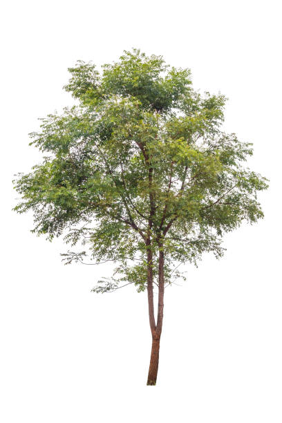 istock big green trees isolated on white background 692865286
