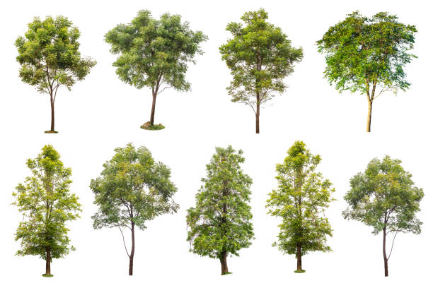 collection of green trees isolated on white background - lpn imagens e fotografias de stock