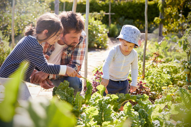 istock Children Helping Father As They Work On Allotment Together 692866472