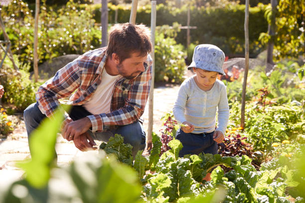 istock Son Helping Father As They Work On Allotment Together 692866476
