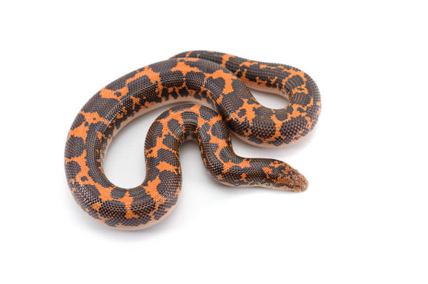 istock Kenyan sand Boas isolated on white background 692868684
