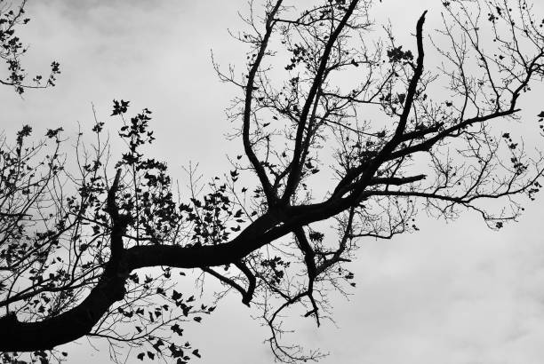 istock Silhouette of maple tree in late autumn 692869044