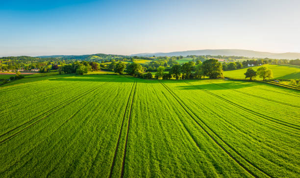 panorama aereo su colture verdi sane in terreni agricoli patchwork pascolo - food hill landscape farm foto e immagini stock