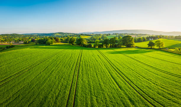 panorama lotnicza nad zdrowymi zielonymi uprawami na pastwiskach pastwisk patchworkowych - green field landscape zdjęcia i obrazy z banku zdjęć