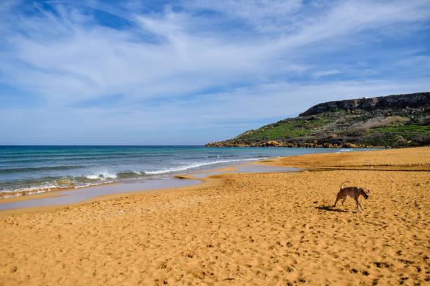 istock Landscape with a running dog on Ramla bay - Gozo, Malta 692869720