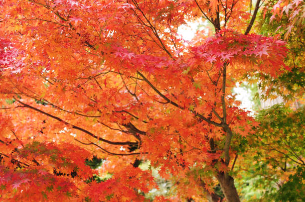 istock Maple leaves during fall foliage in Japan 692869954