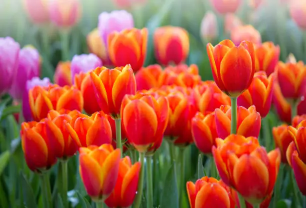 Photo of Colorful tulip flower fields blooming in the garden