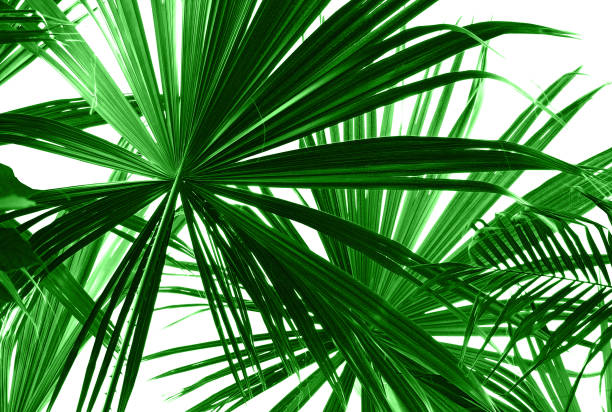 istock Abstract green palm leaves on white closeup. 692872866