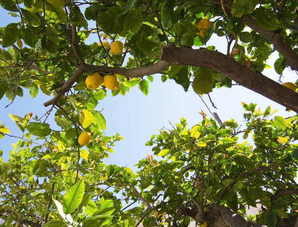 Fresh ripening lemons and flowers in lemon tree in Majorca, Balearic islands, Spain in April.