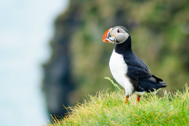 istock Puffin holding fish in his mouth 692876674