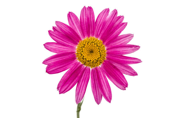 istock Flower of pyrethrum, isolated on white background 692876682