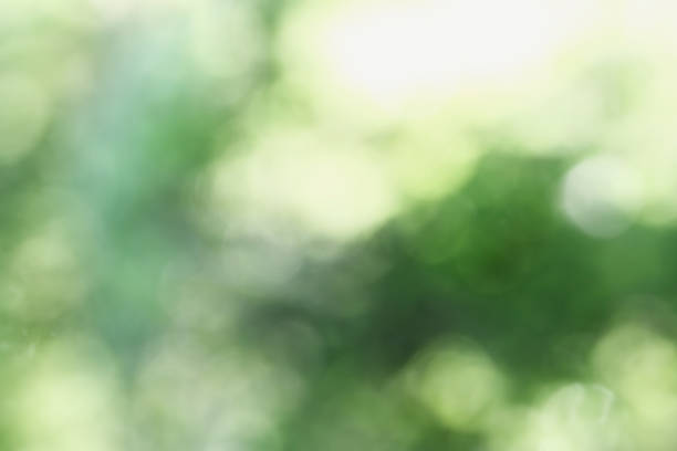 istock Abstract of Blurred Green Summer Bokeh 692879074