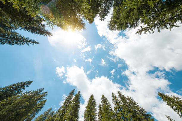 Pine Forest From Below Pine trees from below on a beautiful sunny day. low angle view stock pictures, royalty-free photos & images
