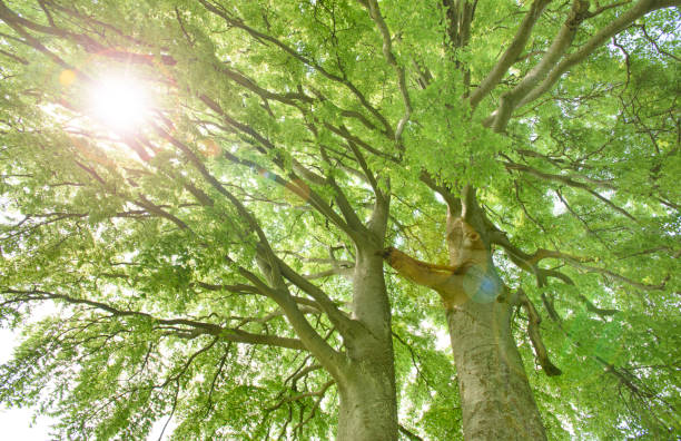 istock big old linden tree at spring with sun beams 692887470